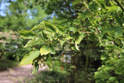 Photinia parvifolia - blýskalka drobnokvětá - větev